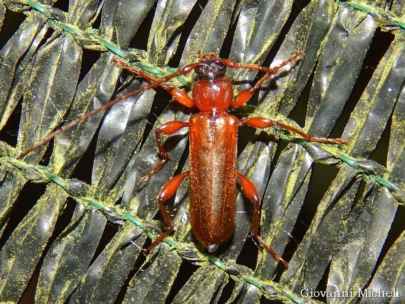 Cerambycidae:  Phymatodes testaceus